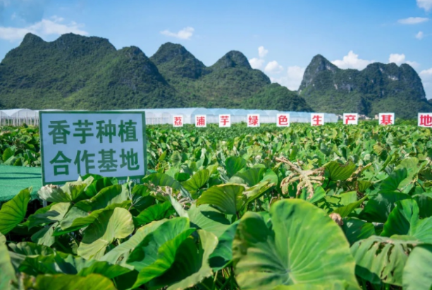 在槟榔芋优质产区共建种植基地，喜茶持续推动新茶饮供应链专业化发展|餐饮界